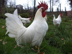 Galline, galli e pulcini livornese bianca