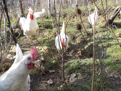 Galline, galli e pulcini livornese bianca