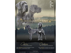Great Dane puppies with pedigree