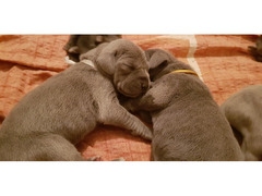 Great Dane puppies with pedigree