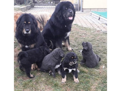 DoKhyi, Tibetan Mastiff puppies