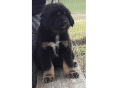 DoKhyi, Tibetan Mastiff puppies