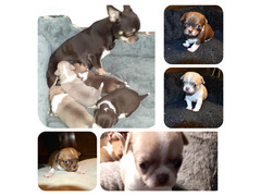 Bellissimi Chihuahua