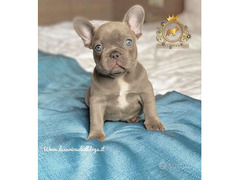 Cuccioli di bulldog francese