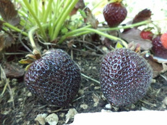 Fragole antiche e rare