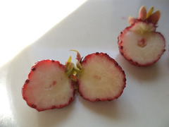 Fragole antiche e rare
