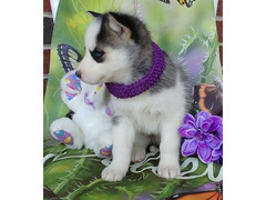 Cuccioli di siberian husky, maschi e femmine pronti per Natale