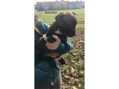 cuccioli  american  staffordshire  terrier