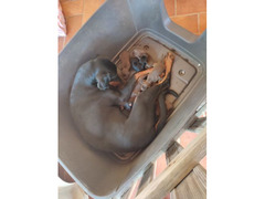 Vendita cuccioli di dobermann neri e marroni