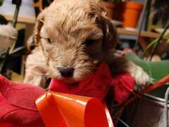 Cuccioli Barboncino nano