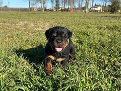 CUCCIOLI DI ROTTWEILER
