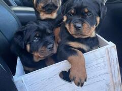 CUCCIOLI DI ROTTWEILER