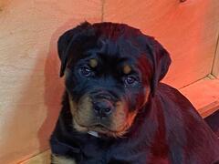 CUCCIOLI DI ROTTWEILER