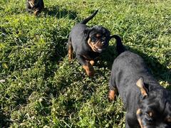 CUCCIOLI DI ROTTWEILER