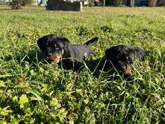 CUCCIOLI DI ROTTWEILER
