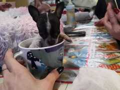 Maschietti Chihuahua varie taglie