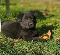 Pastore tedesco nero