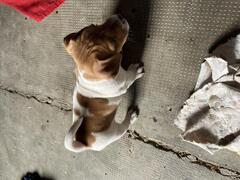 Cuccioli jack russell