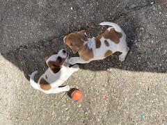 Cuccioli jack russell