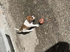 Cuccioli jack russell