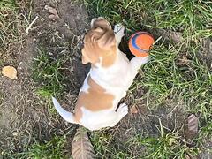 Cuccioli jack russell