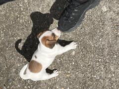 Cuccioli jack russell