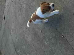 Cuccioli jack russell