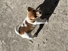 Cuccioli jack russell