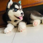 Cuccioli di Siberian Husky