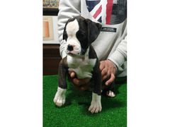 CUCCIOLO DI BOXER CON PEDIGREE