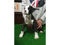 CUCCIOLO DI BOXER CON PEDIGREE
