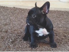 Cuccioli di bouledogue francese * Maschio/Femmina 85-giorno