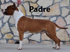 cuccioli di amstaff