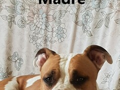 cuccioli di amstaff