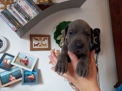 Cuccioli di Alano Blu