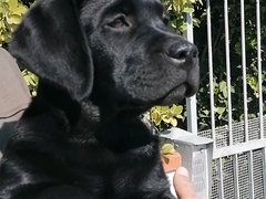 Cuccioli di Labrador con pedigree e in regola