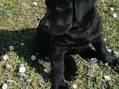 Cuccioli di Labrador con pedigree e in regola