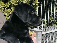 Cuccioli di Labrador con pedigree e in regola