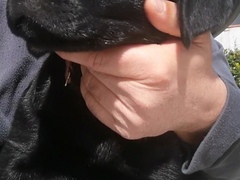 Cuccioli di Labrador con pedigree e in regola