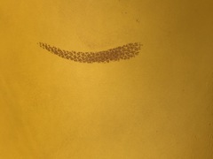 Cuoio giallo sole per artigianato