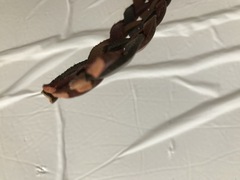 Intreccio vacchetta per cinture bicolore