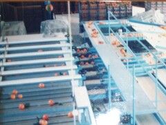 MACCHINA LAVORAZIONE AGRUMI
