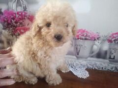 Cuccioli Barboncino toy