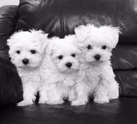 Vendita cucciolo maltese toy femmina
