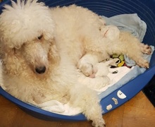 Caniche royal blanc