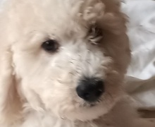 Caniche royal blanc