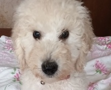 Caniche royal blanc
