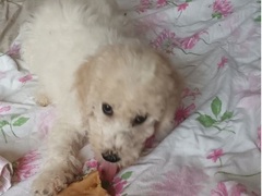 Caniche royal blanc