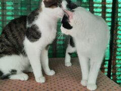 Giulietta & Romeo, la scelta di due gatti !