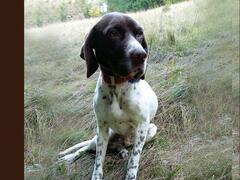 Manuale d'addestramento del cane da funghi porcini